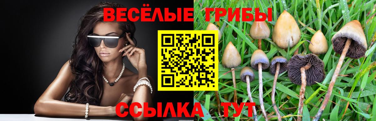 Галлюциногенные грибы Psilocybe  Мегион 